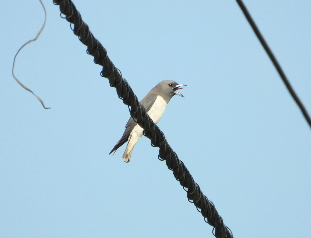 White-breasted Woodswallow - ML619325551