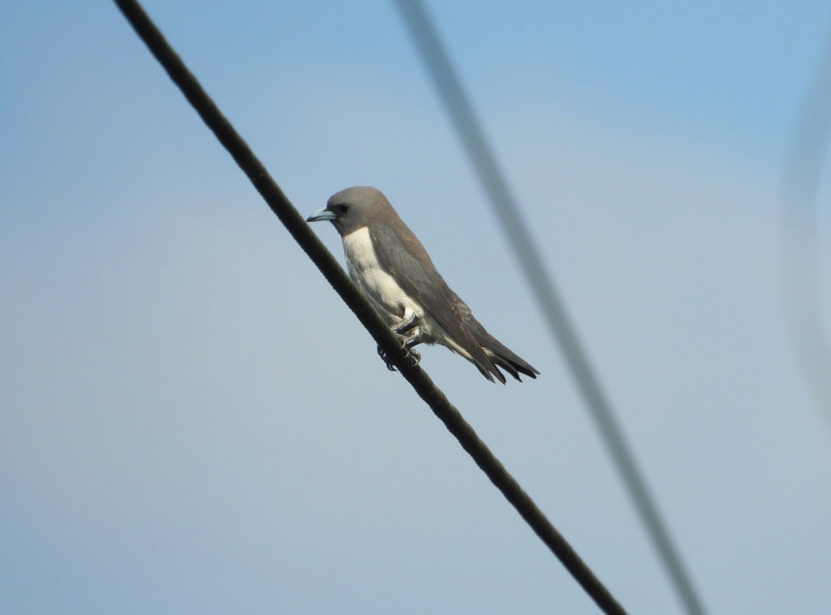 White-breasted Woodswallow - ML619325552