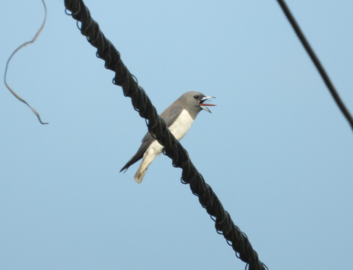 White-breasted Woodswallow - ML619325553