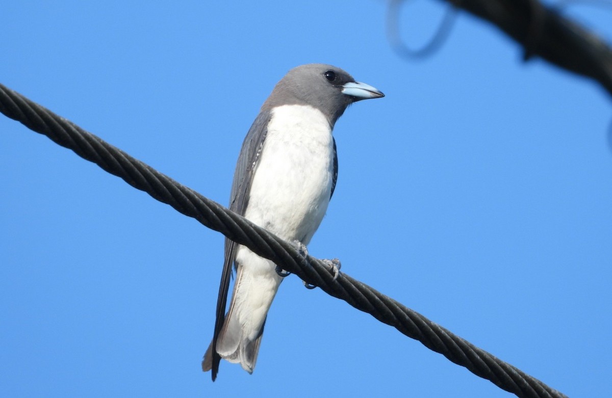 White-breasted Woodswallow - ML619325556