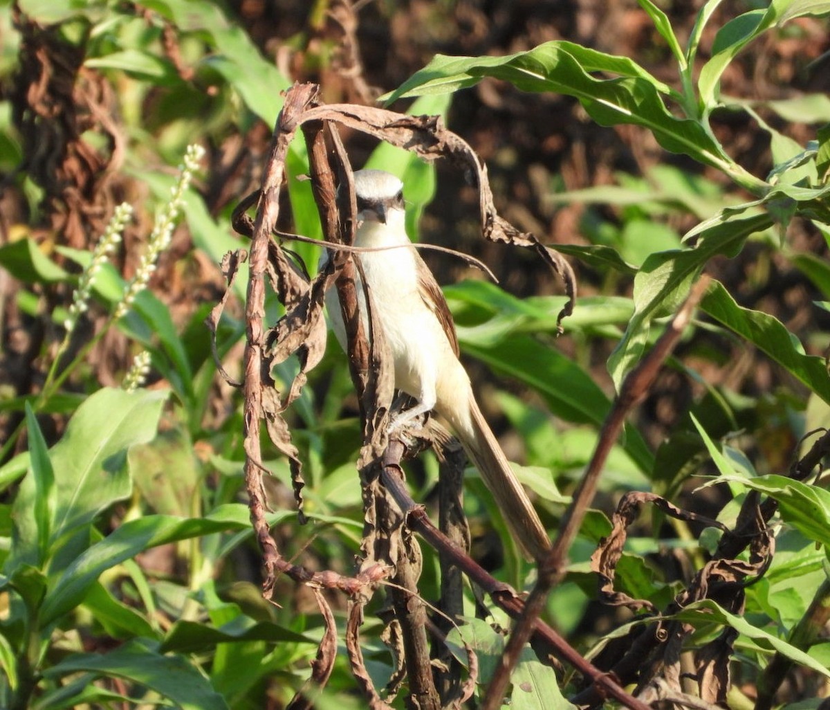 Brown Shrike (Philippine) - ML619325569