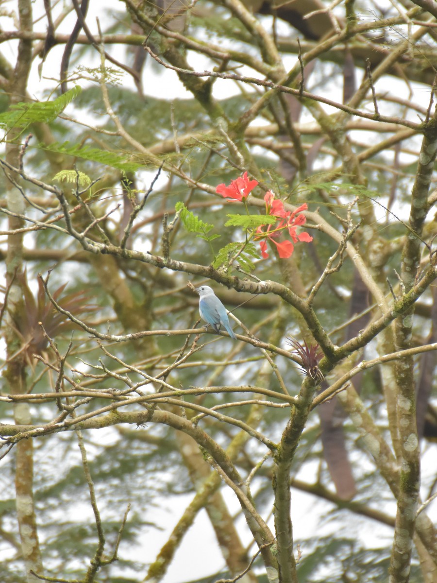 Blue-gray Tanager - ML619325573