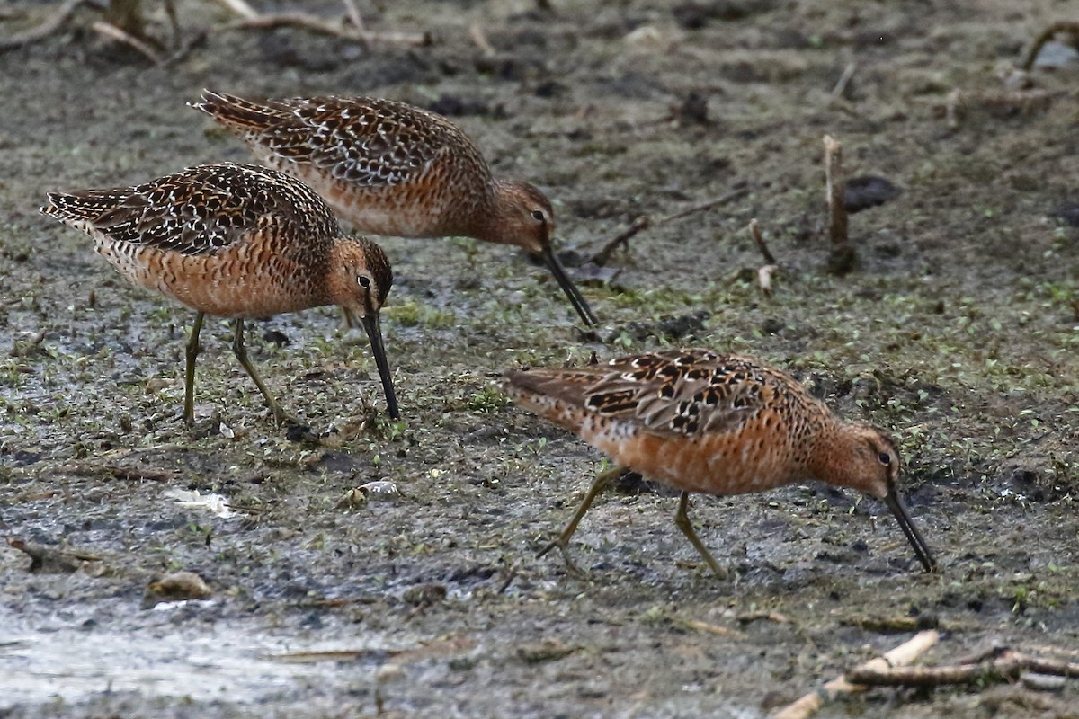 Long-billed Dowitcher - ML619325576