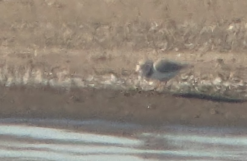 Piping Plover - ML619325580