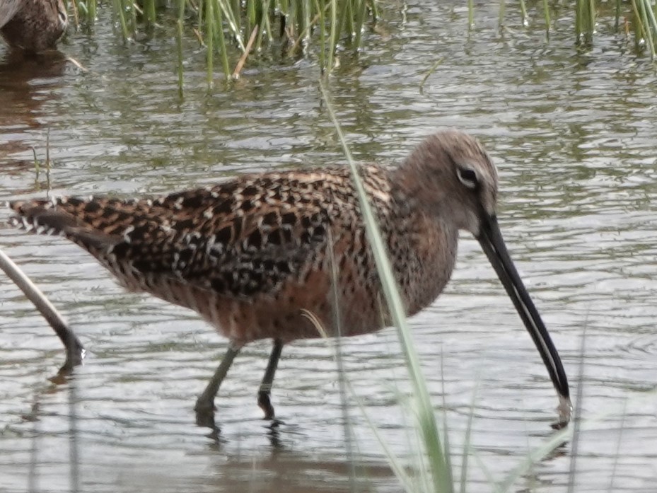 Long-billed Dowitcher - ML619325582
