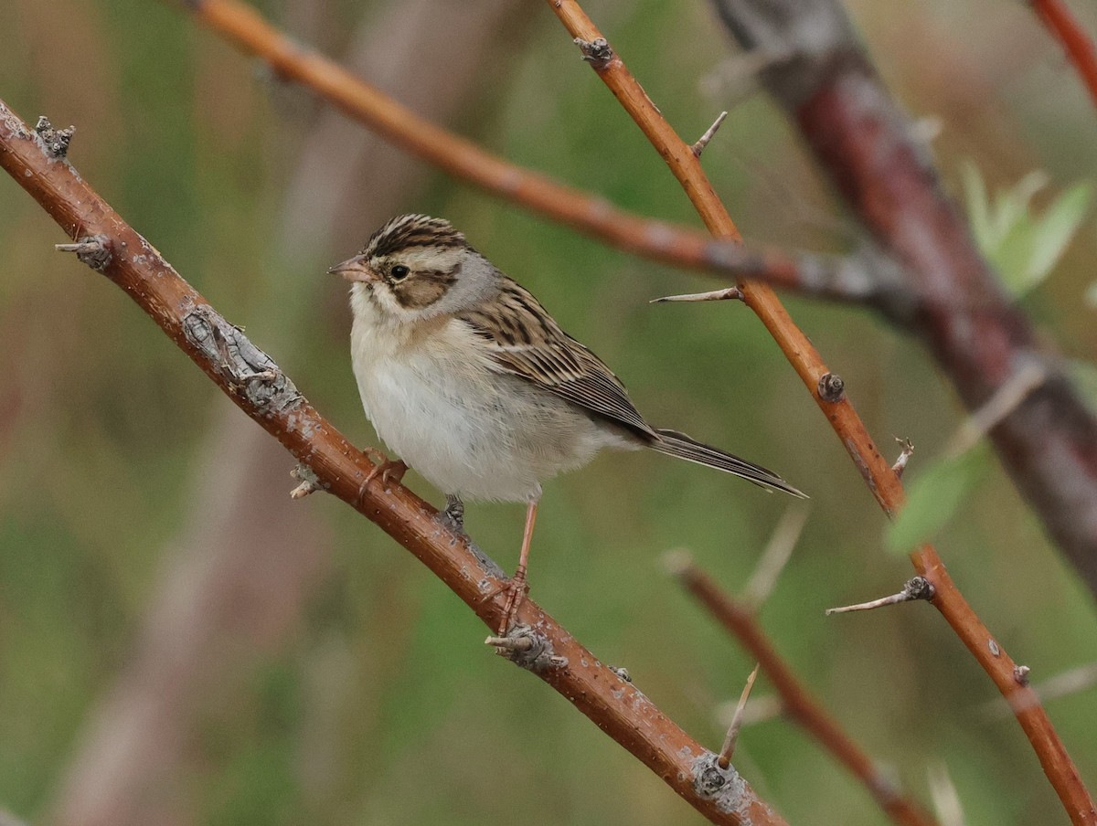 Clay-colored Sparrow - ML619325596
