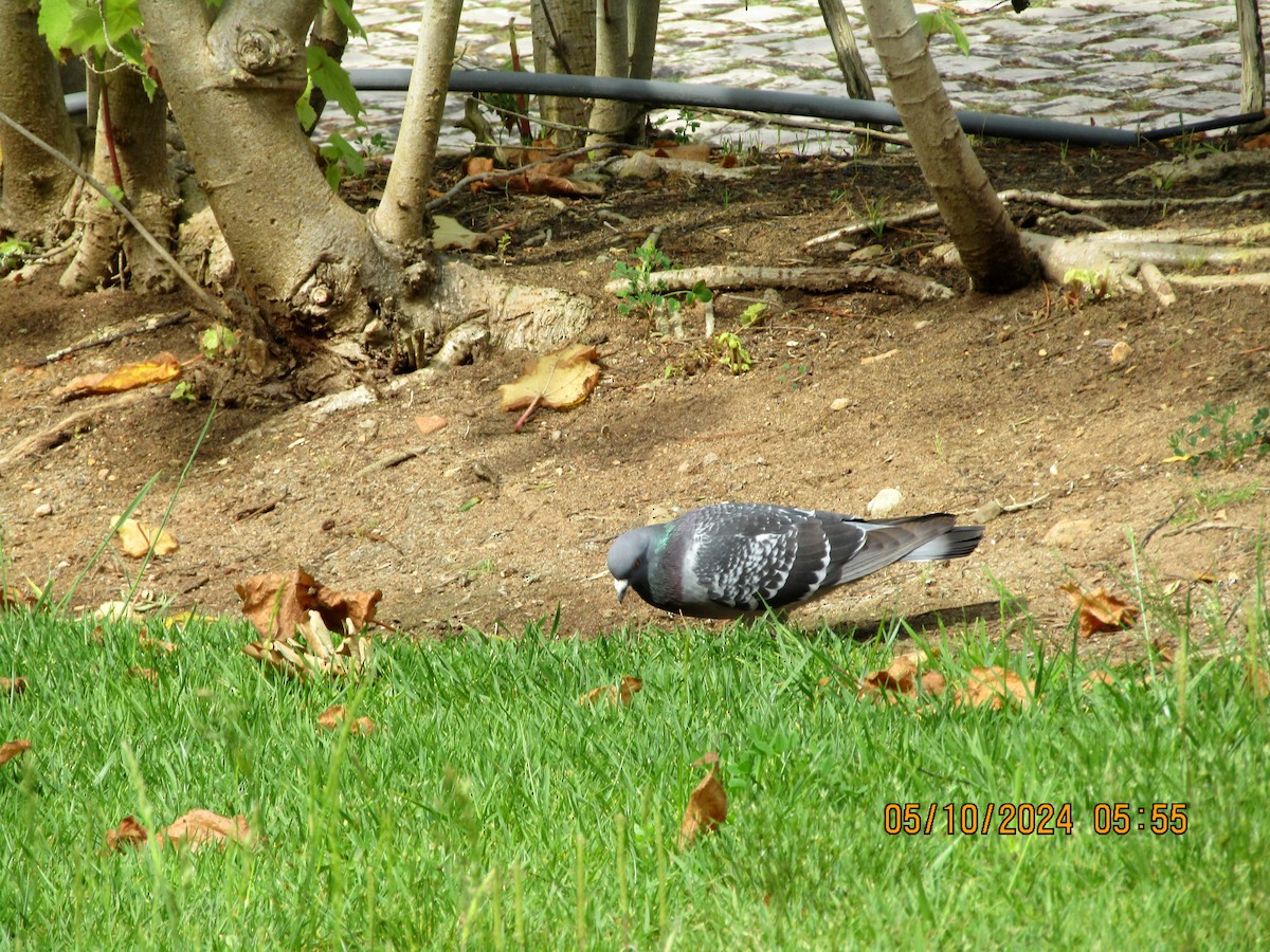 Rock Pigeon (Feral Pigeon) - ML619325637
