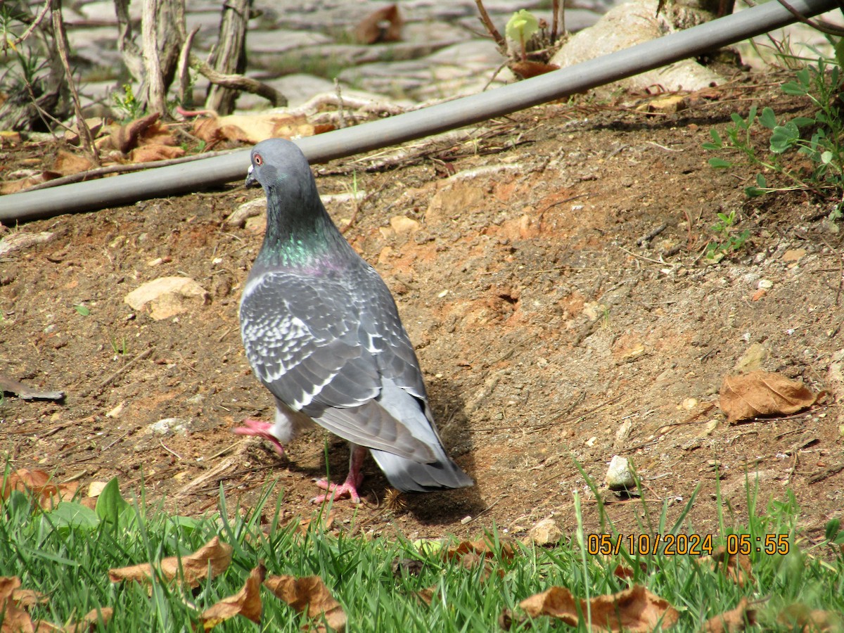 Rock Pigeon (Feral Pigeon) - ML619325638