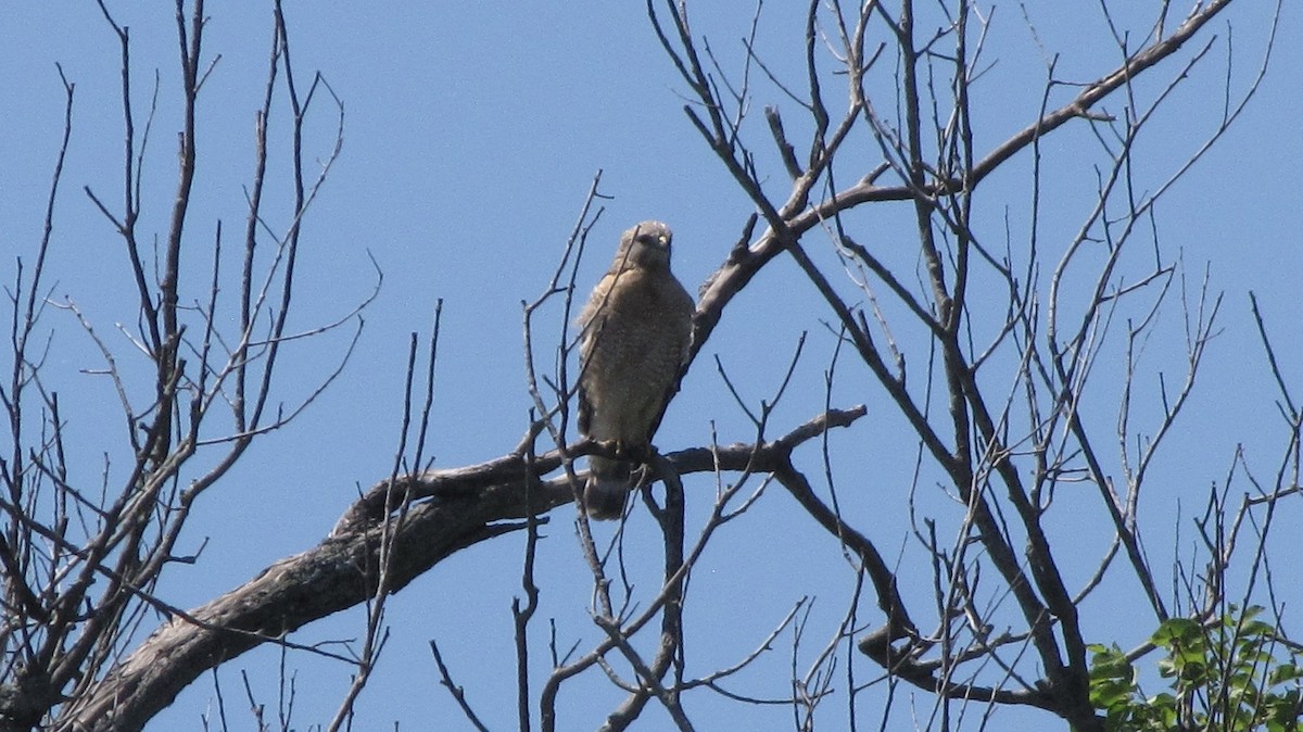 Red-shouldered Hawk (lineatus Group) - ML619325646