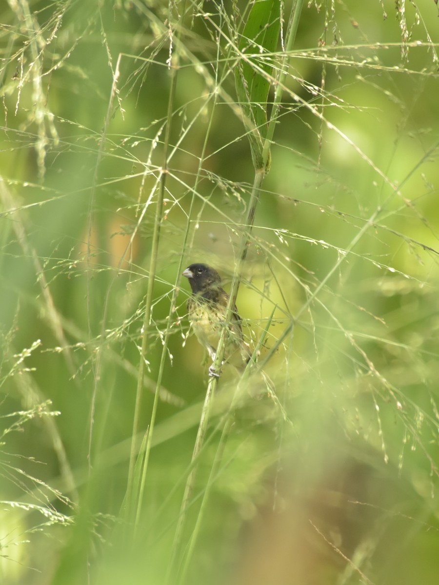 Yellow-bellied Seedeater - ML619325720