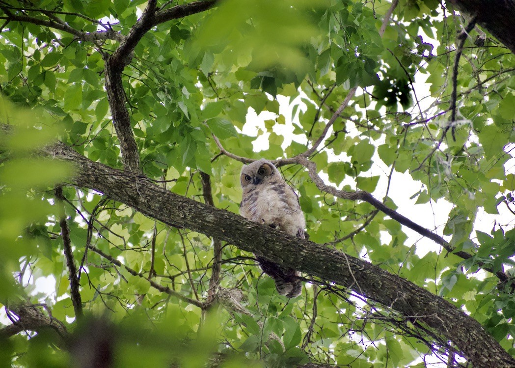 Great Horned Owl - ML619325765