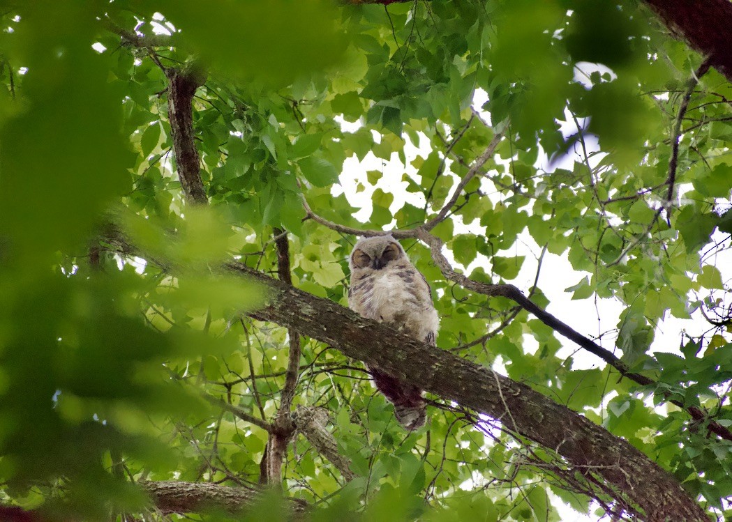 Great Horned Owl - ML619325766