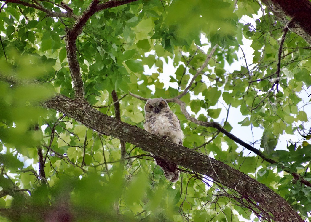 Great Horned Owl - ML619325767