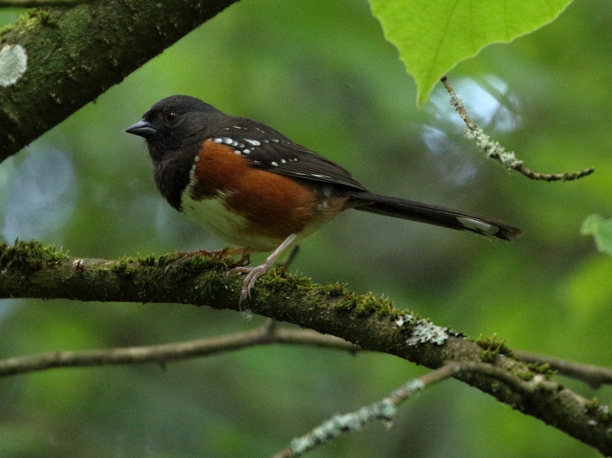 Spotted Towhee - ML619325770