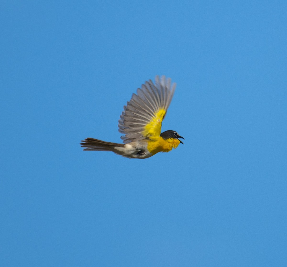 Yellow-breasted Chat - ML619325779