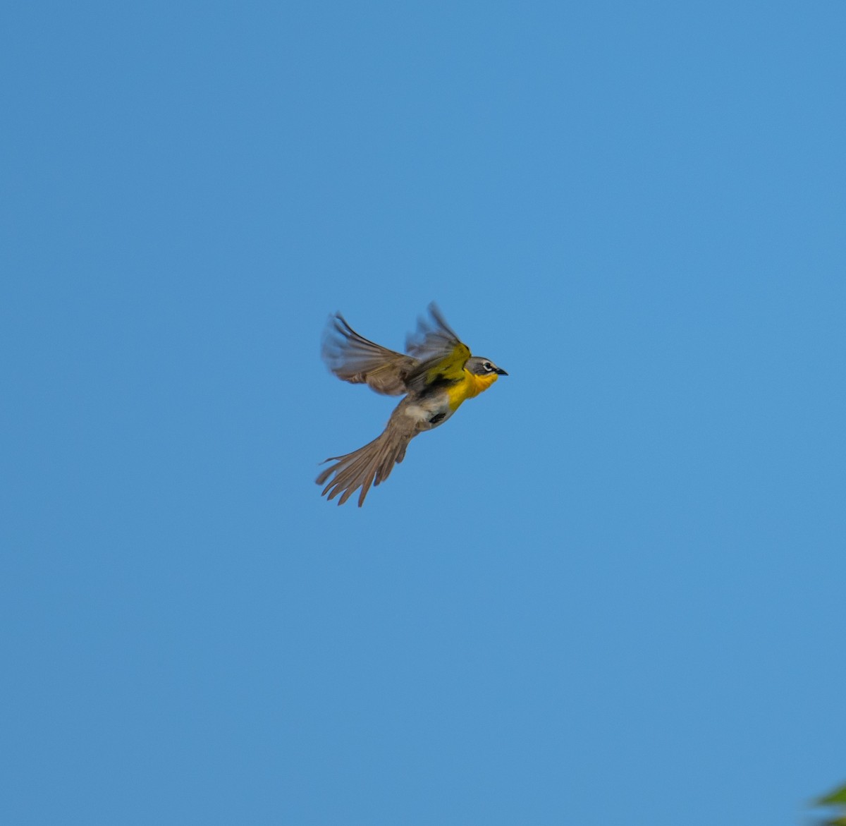Yellow-breasted Chat - ML619325782