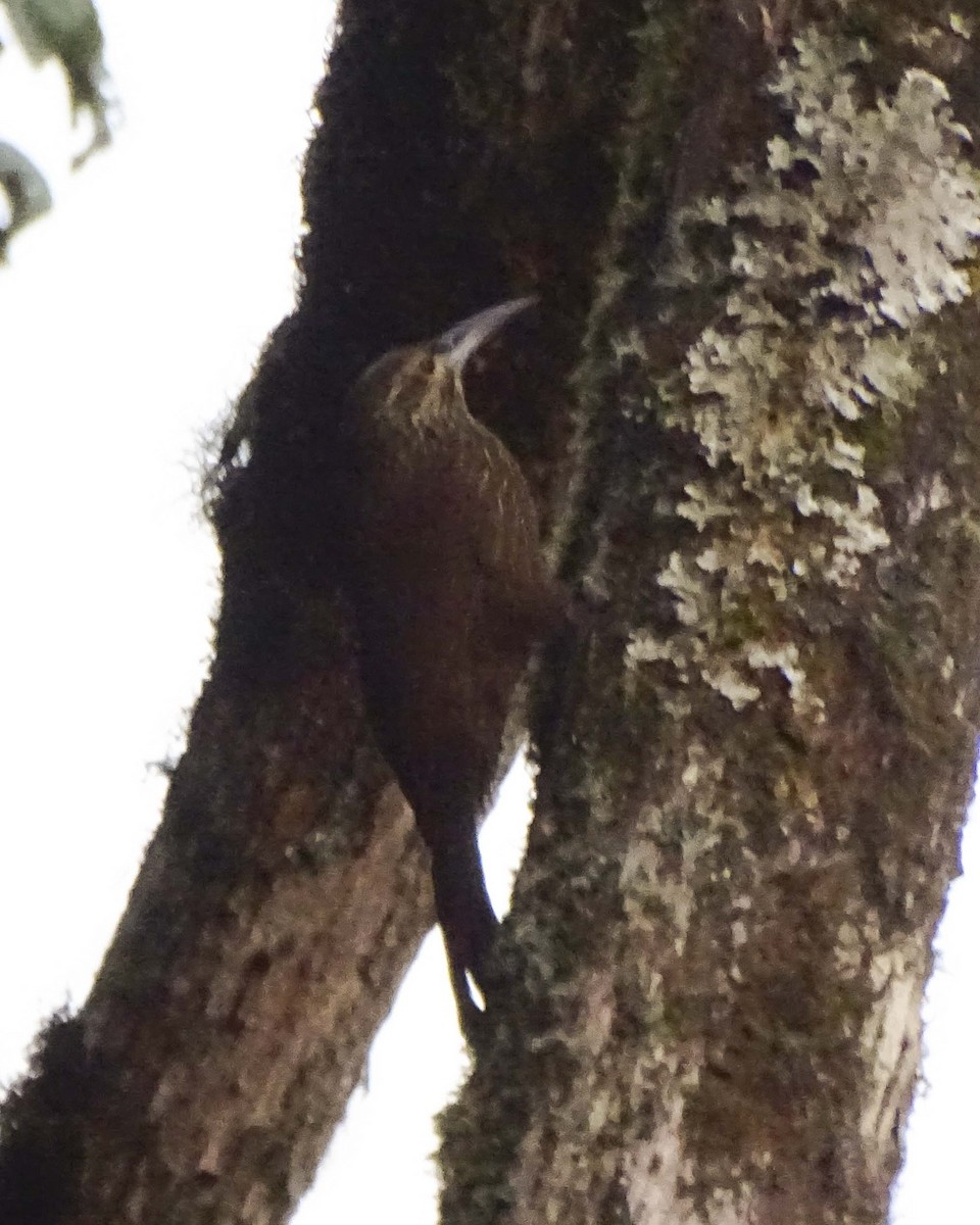 Strong-billed Woodcreeper - ML619325811
