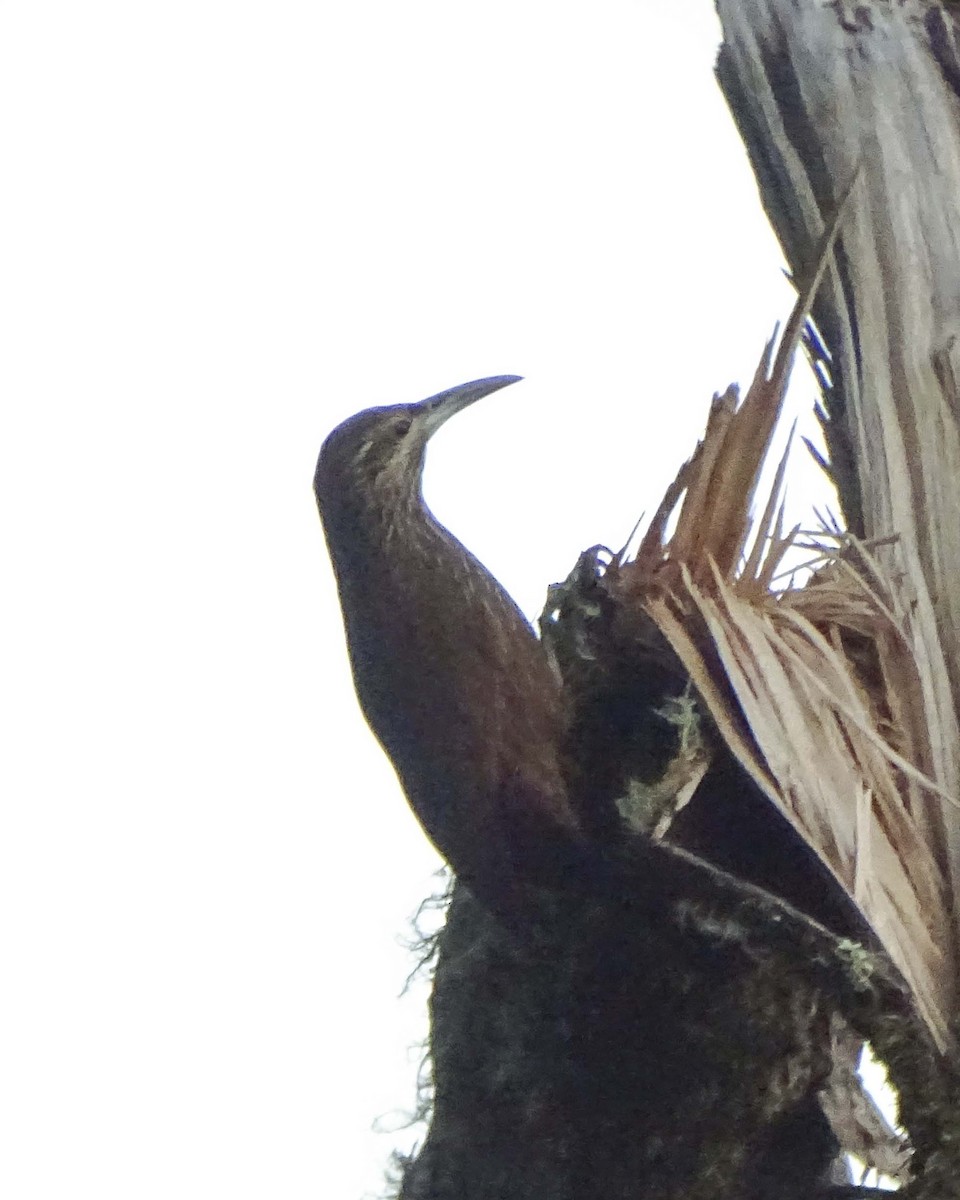 Strong-billed Woodcreeper - ML619325821