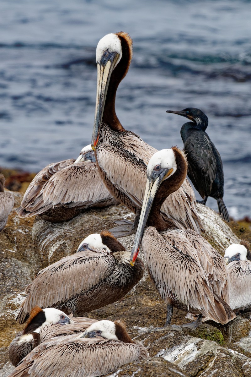 pelikán hnědý - ML619325824
