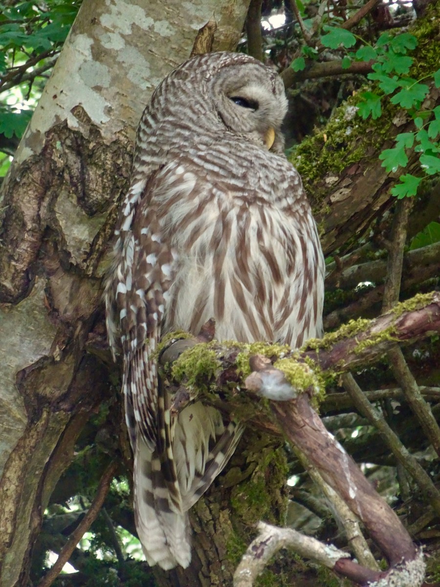 Barred Owl - ML619325882