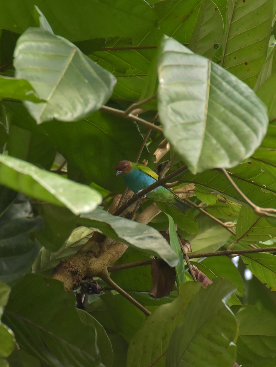 Bay-headed Tanager - ML619325915