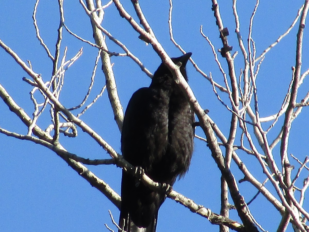American Crow - ML619325938