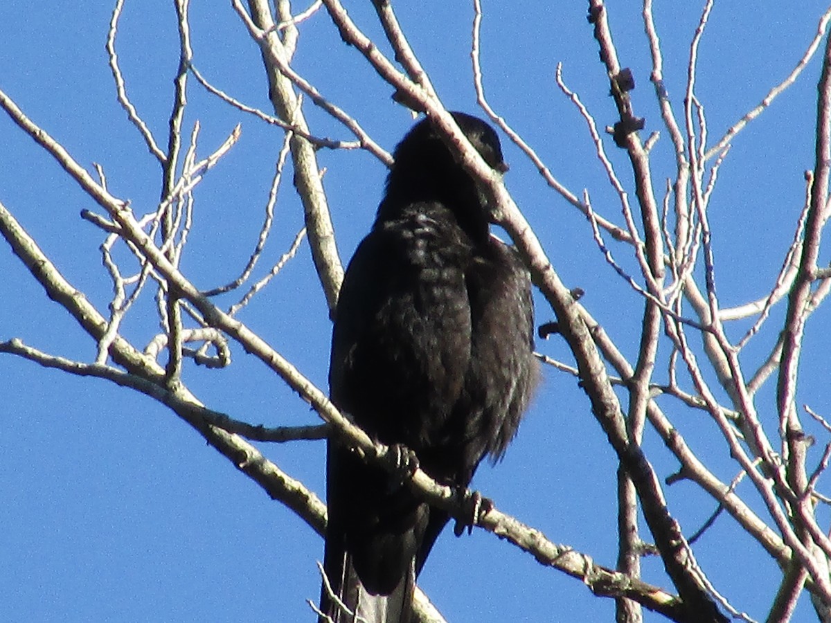 American Crow - ML619325939