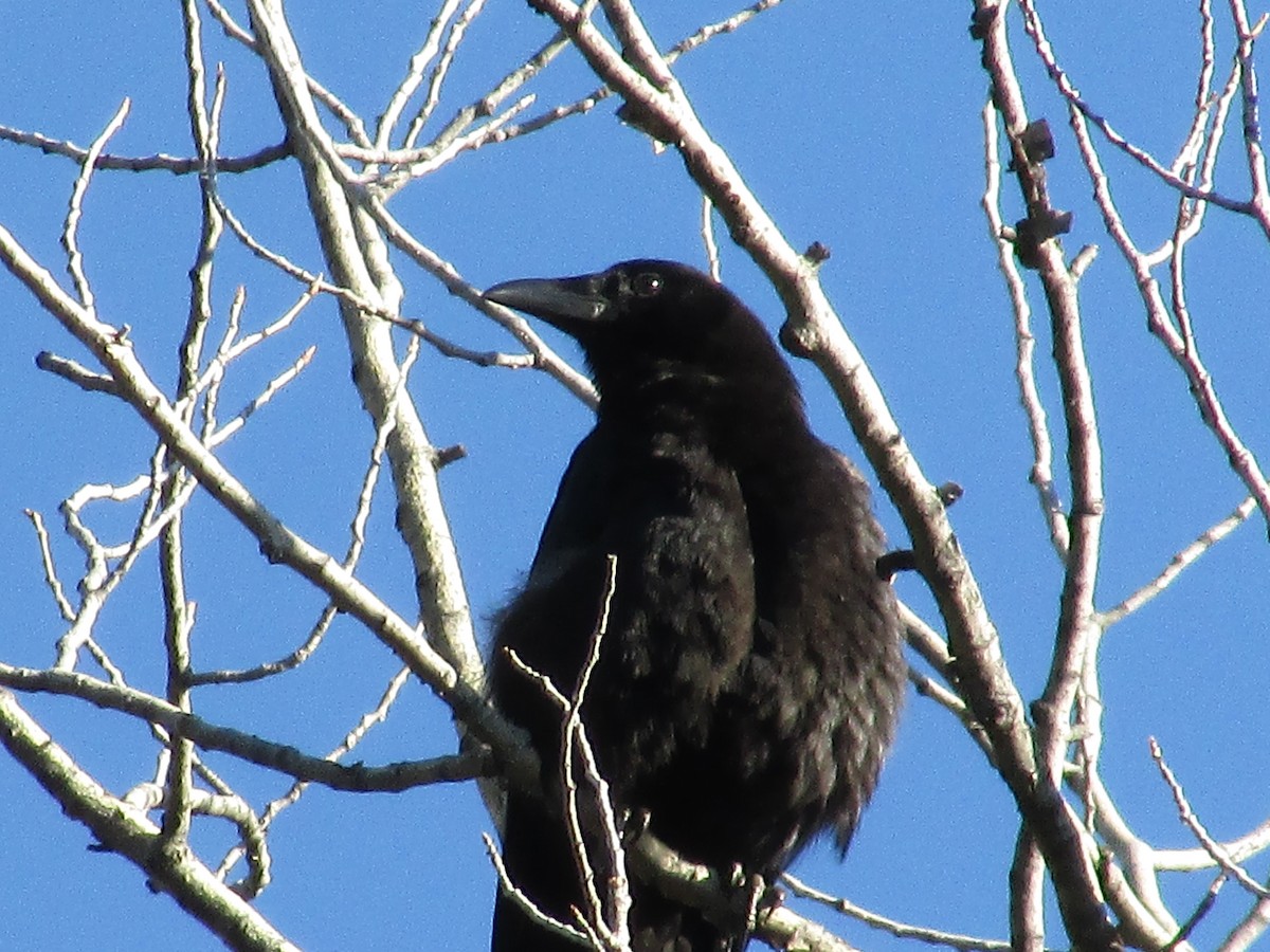 American Crow - ML619325940