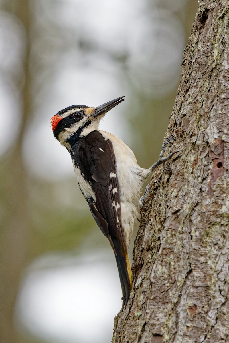 Hairy Woodpecker - ML619325963