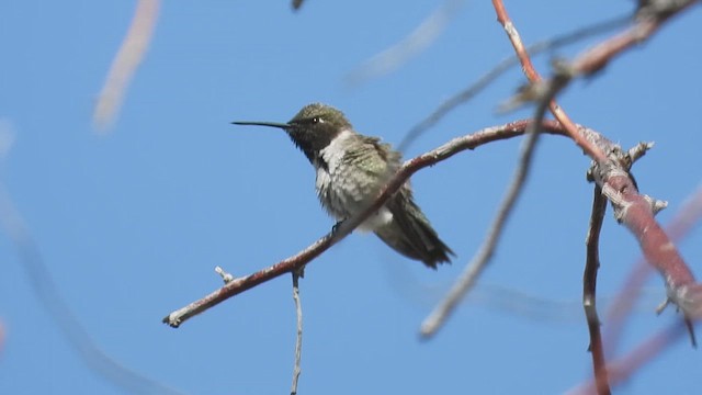 Black-chinned Hummingbird - ML619325972