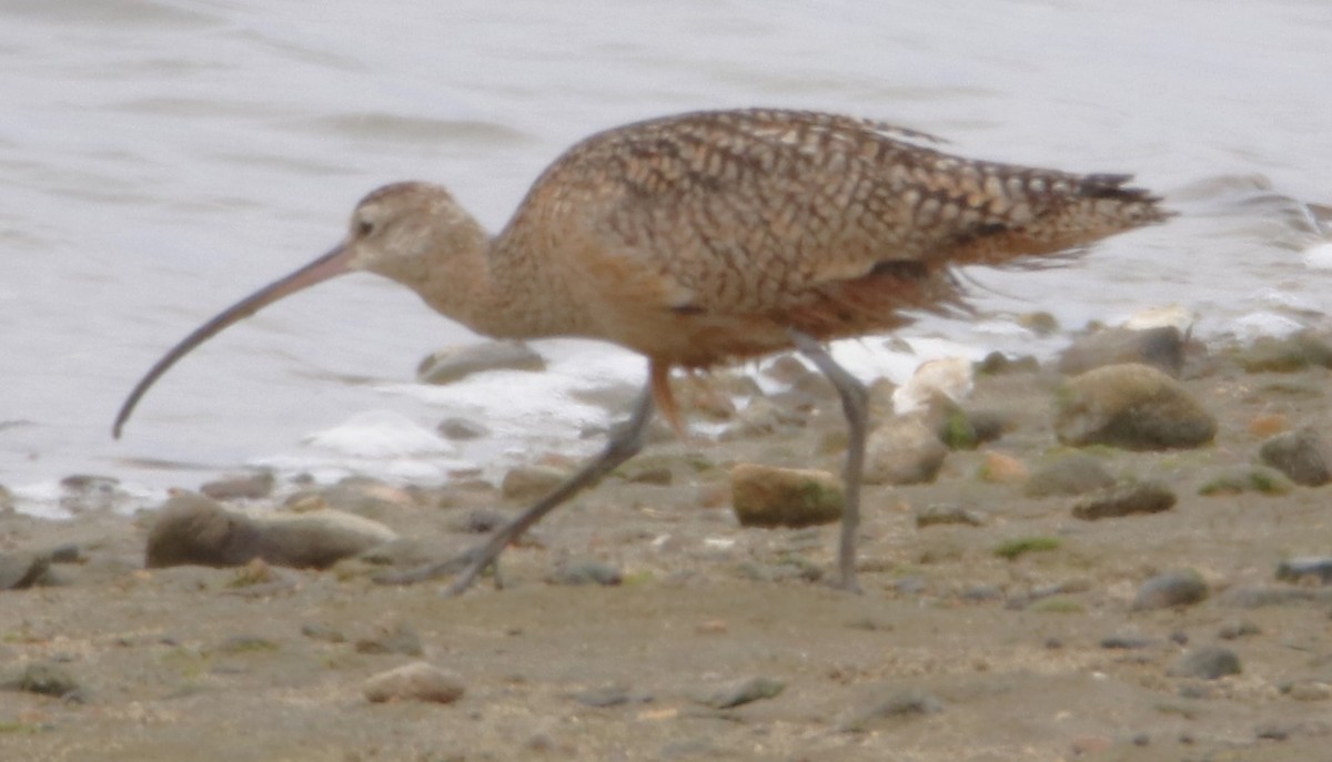 Long-billed Curlew - ML619325973