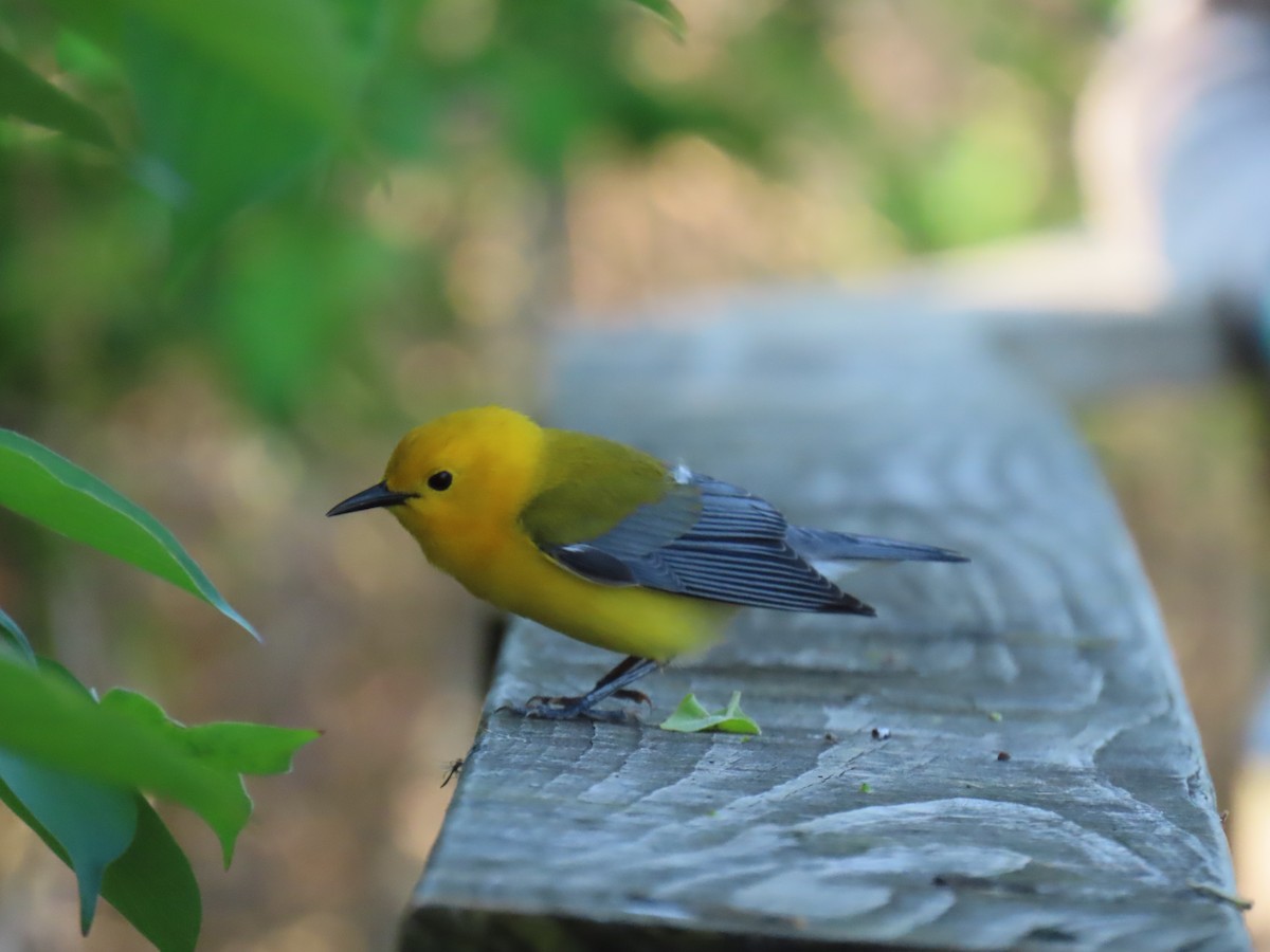 Prothonotary Warbler - ML619325976