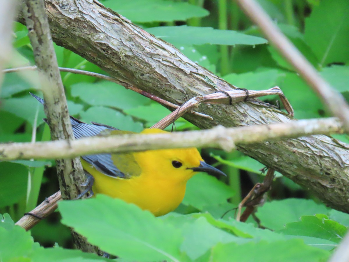 Prothonotary Warbler - ML619325978