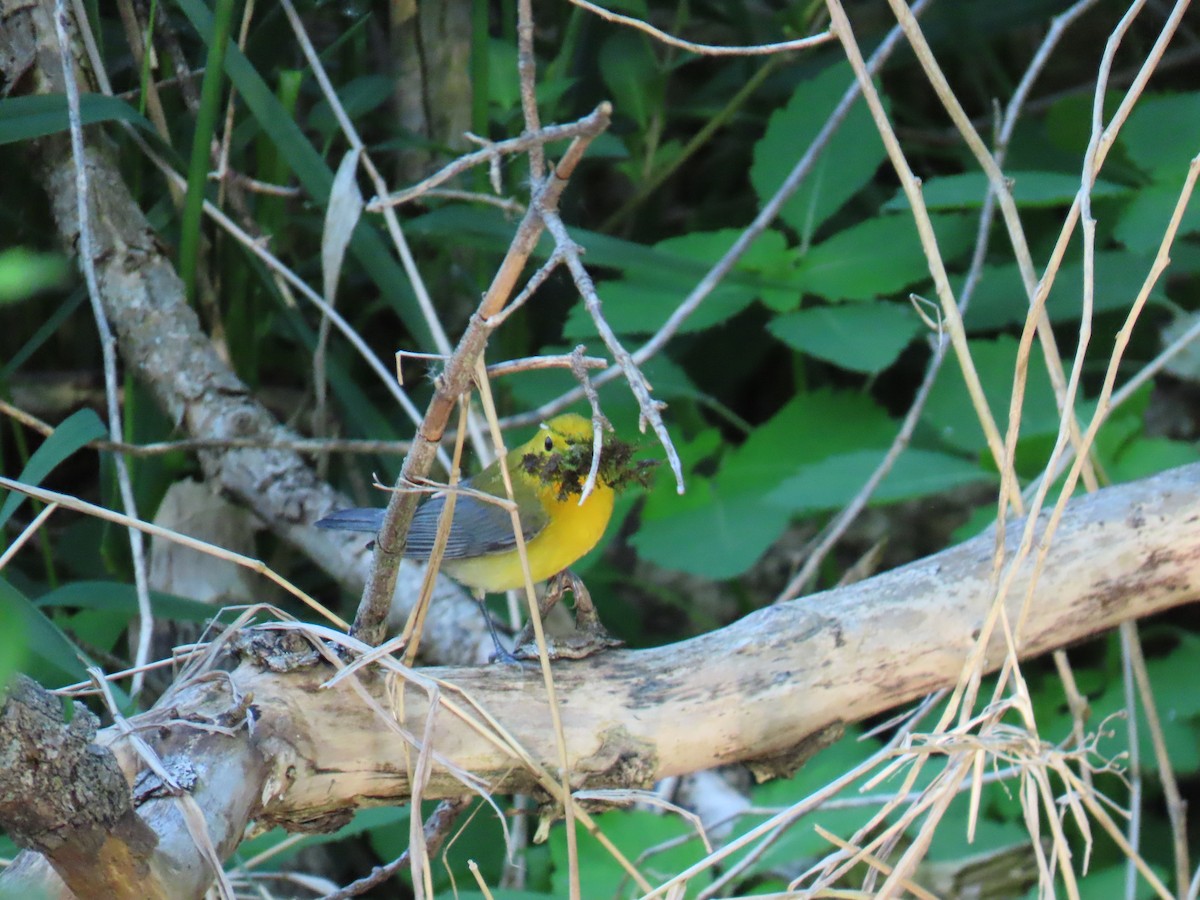 Prothonotary Warbler - ML619325979