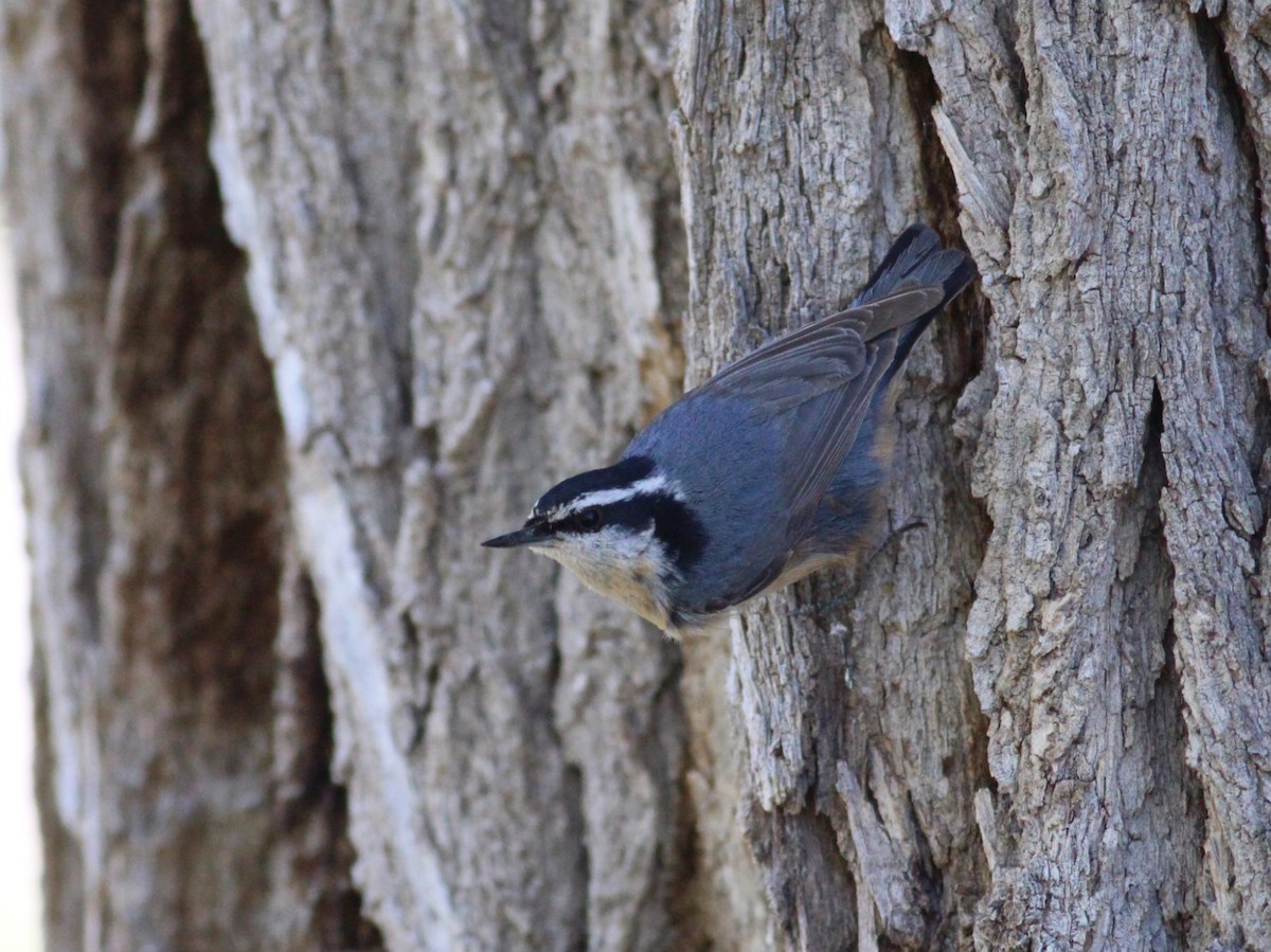 Red-breasted Nuthatch - ML619325983