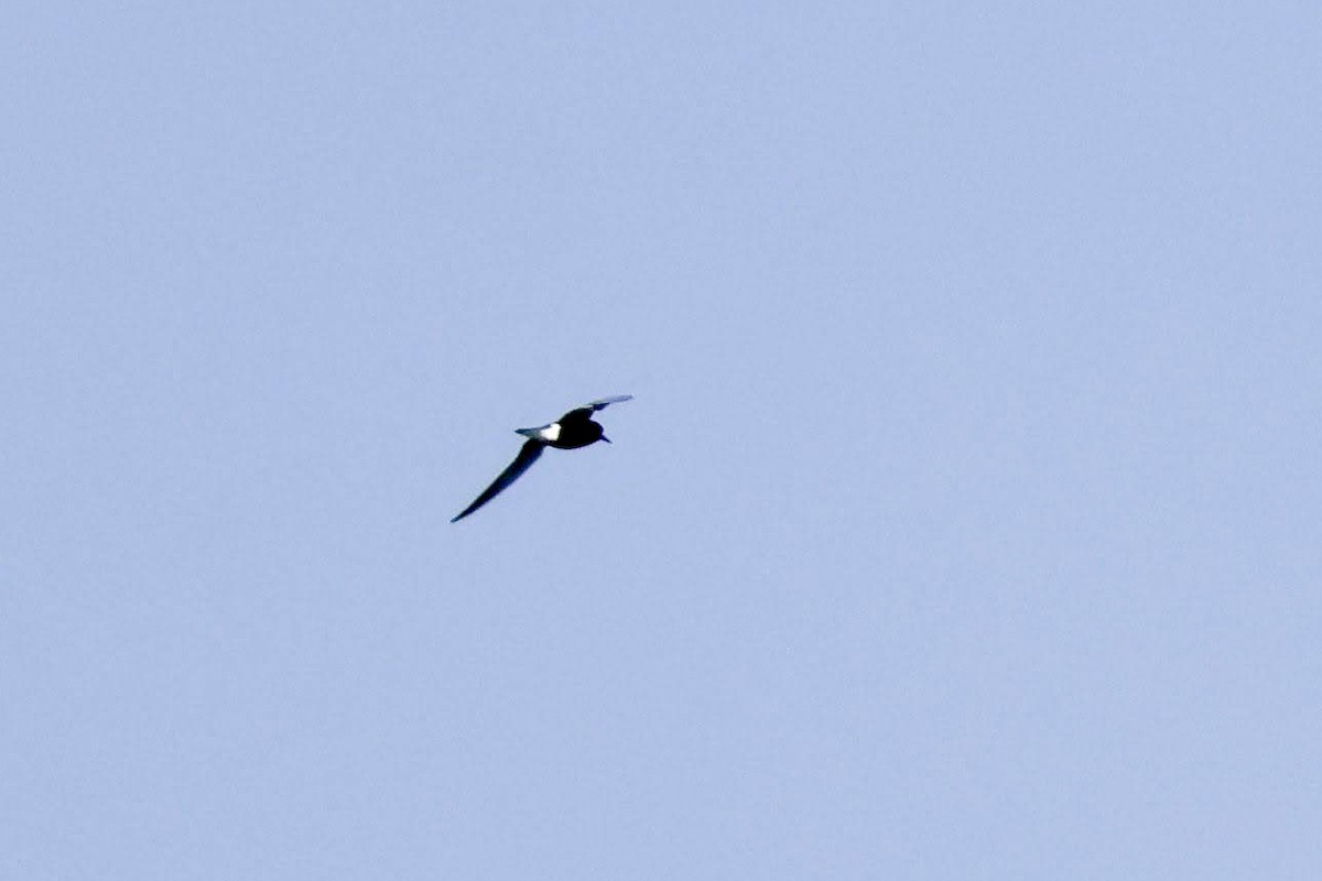 Black Tern - ML619326091