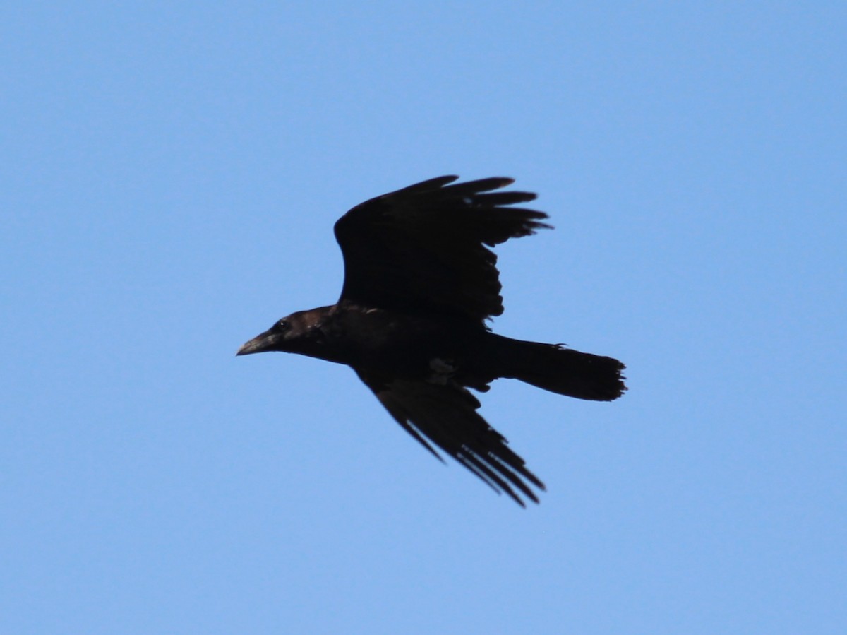 Common Raven - ML619326127