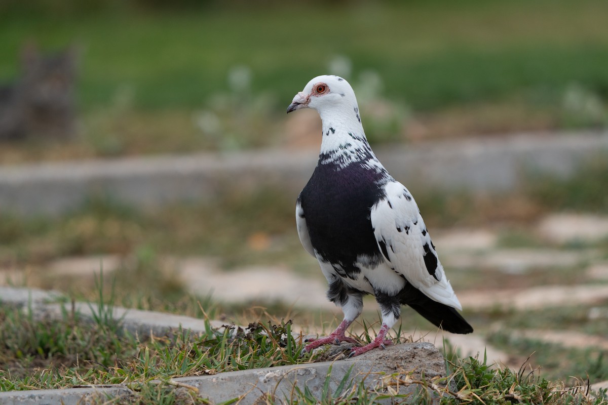 Rock Pigeon (Feral Pigeon) - ML619326235