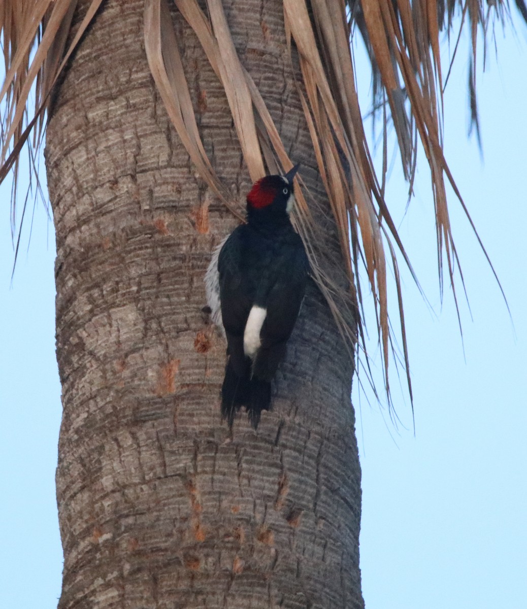 Acorn Woodpecker - ML619326236