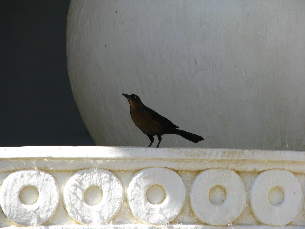Great-tailed Grackle - ML619326242