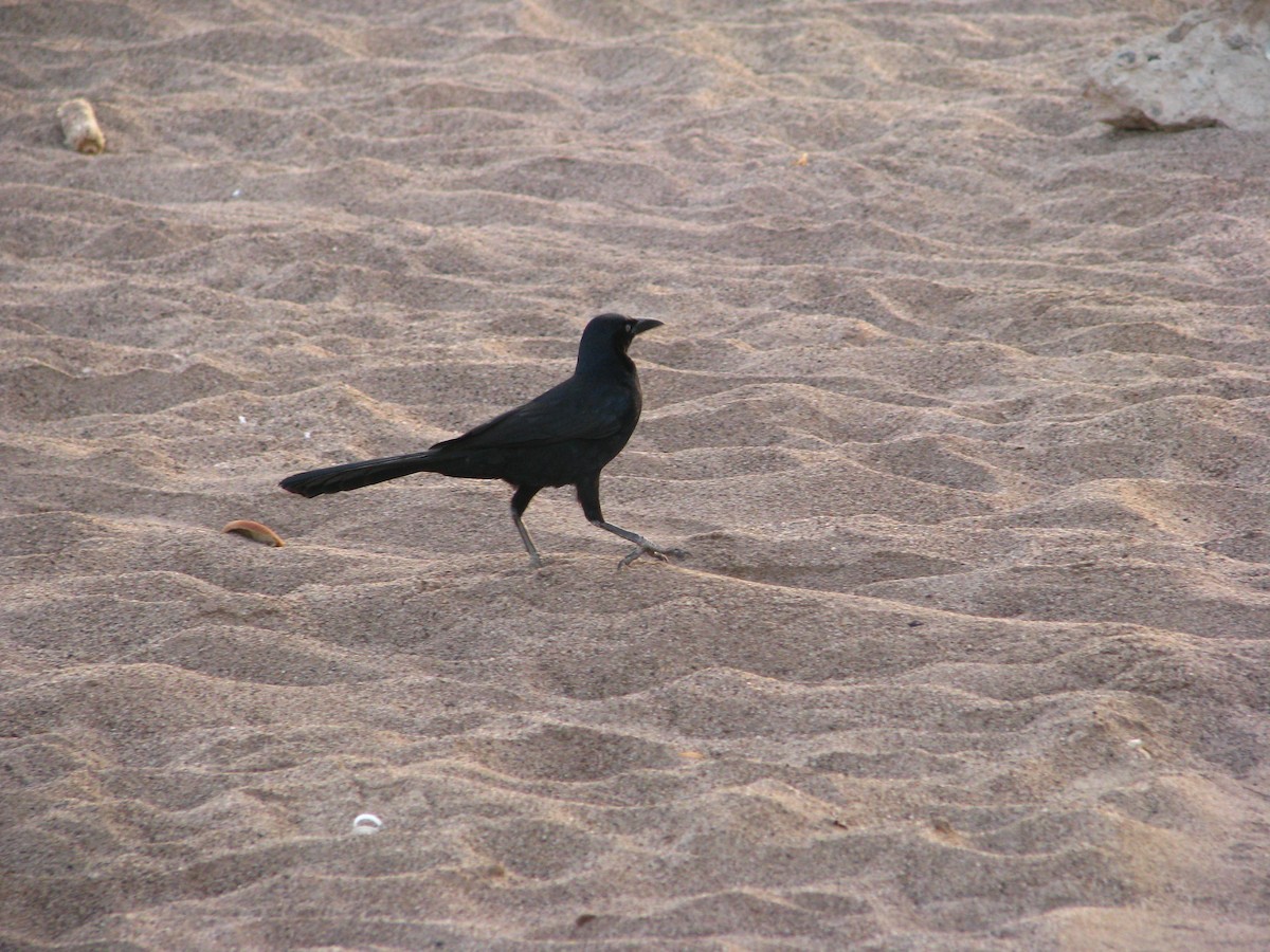 Great-tailed Grackle - ML619326244