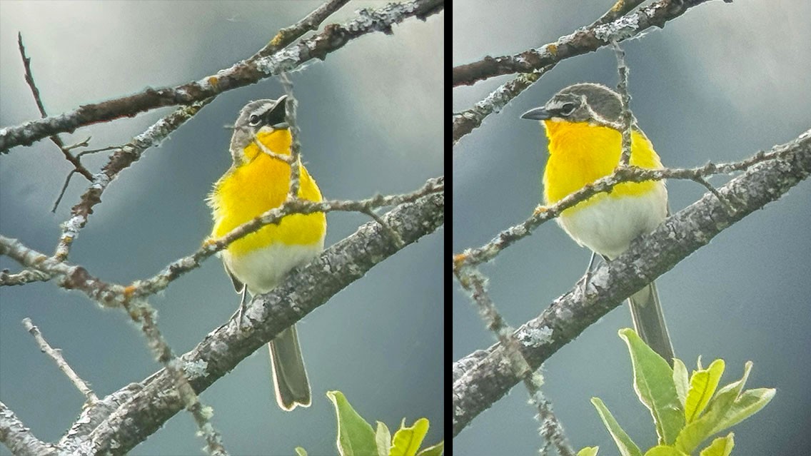 Yellow-breasted Chat - ML619326256