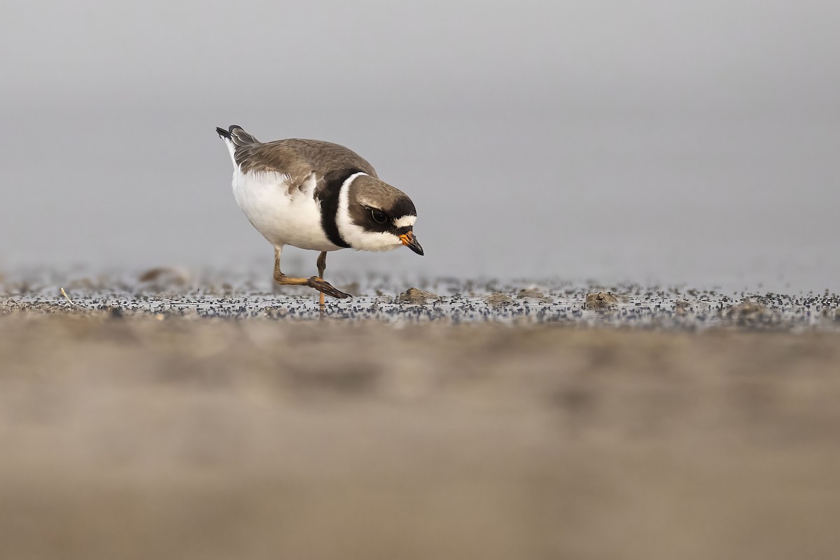 Semipalmated Plover - ML619326275