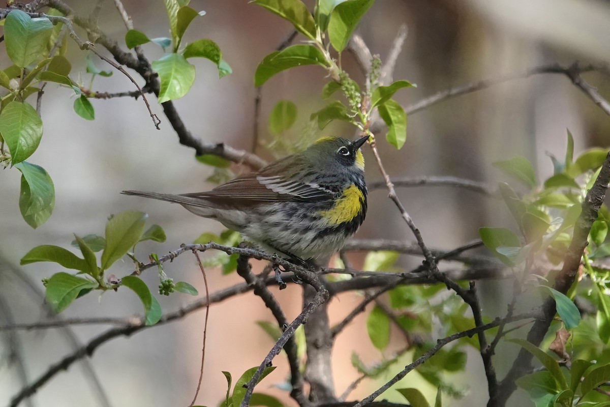 Yellow-rumped Warbler (Myrtle x Audubon's) - ML619326276
