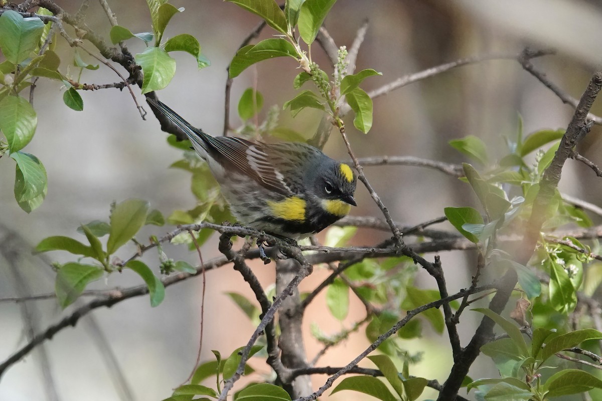 Yellow-rumped Warbler (Myrtle x Audubon's) - ML619326277