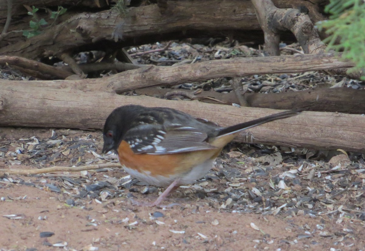 Spotted Towhee - ML619326278