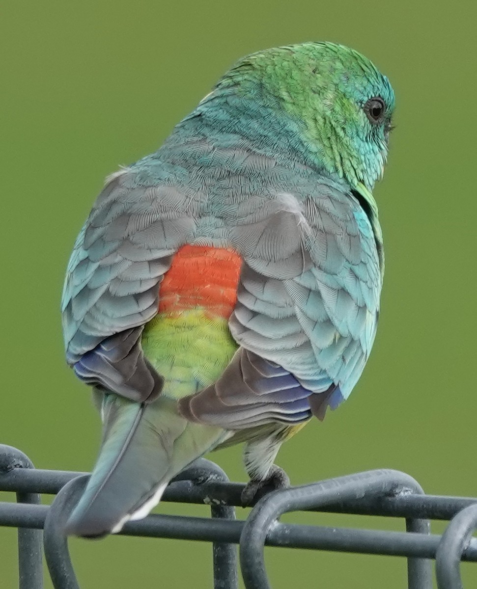 Red-rumped Parrot - ML619326289