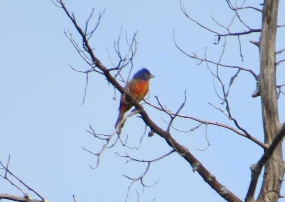 Painted Bunting - ML619326305