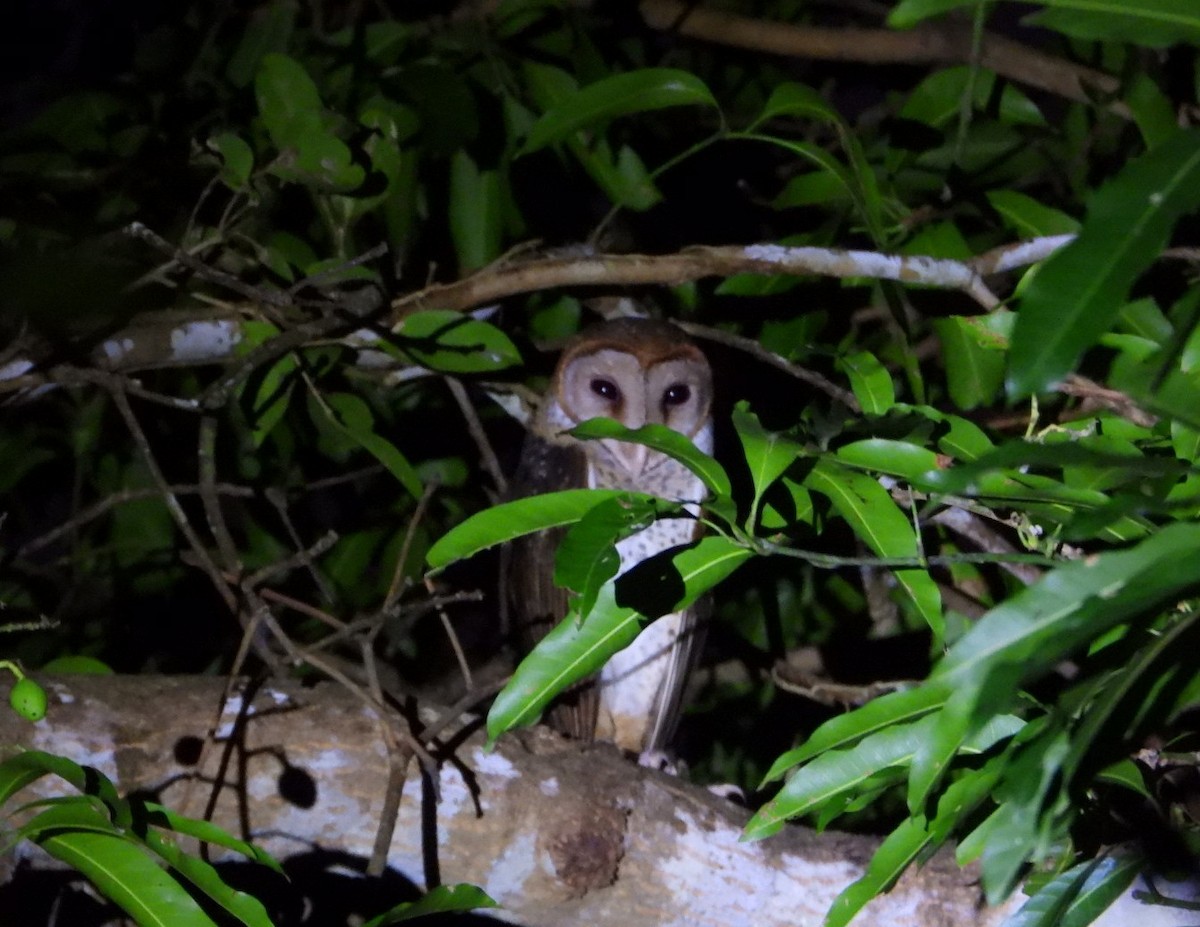 Andaman Masked-Owl - ML619326339