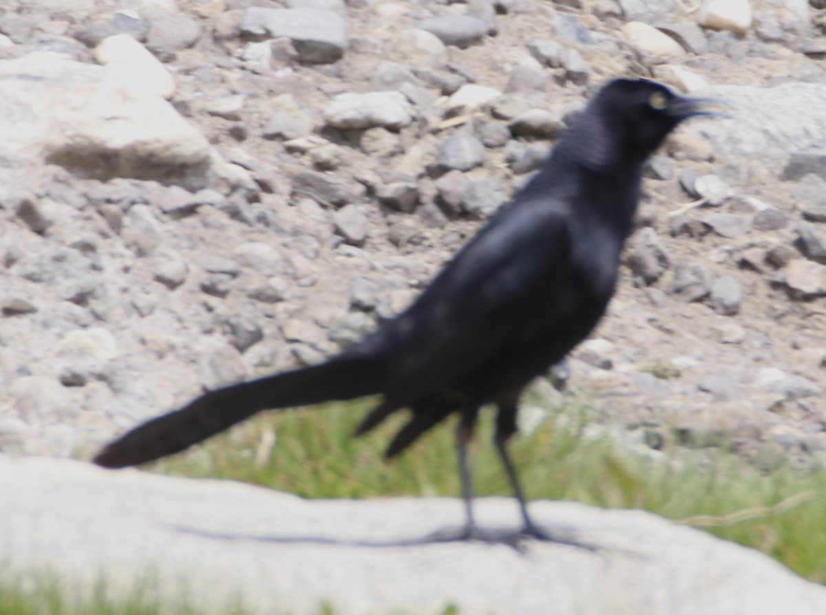 Great-tailed Grackle - ML619326354